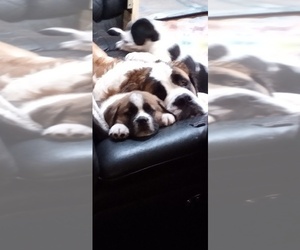 Cane Corso-Saint Bernard Mix Litter for sale in WORCESTER, MA, USA
