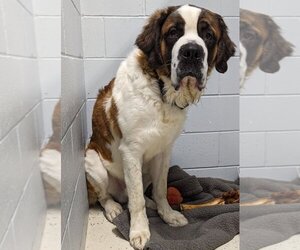 Saint Bernard Dogs for adoption in Muskegon, MI, USA