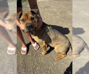 Mutt Dogs for adoption in Calgary, Alberta, Canada