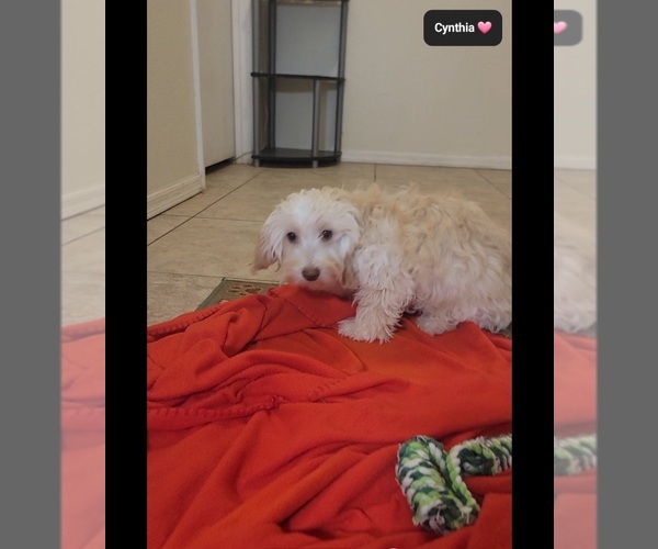 Medium Photo #2 Havapoo Puppy For Sale in TUCSON, AZ, USA