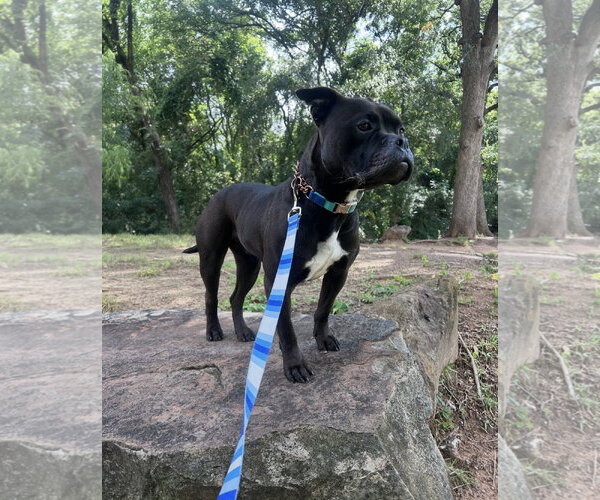 Medium Photo #10 Mutt Puppy For Sale in Euless, TX, USA