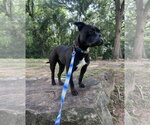 Small Photo #10 Mutt Puppy For Sale in Euless, TX, USA