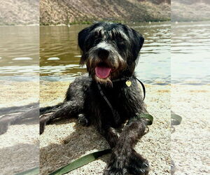 Labradoodle Dogs for adoption in Phoenix, AZ, USA