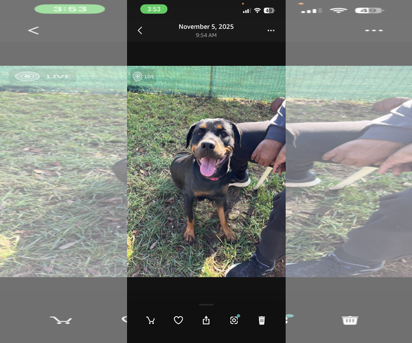 Medium Photo #3 Rottweiler Puppy For Sale in Mooresville, NC, USA