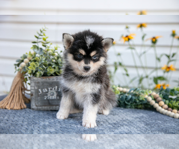 Medium Photo #2 Pomsky Puppy For Sale in ELIZABETHTOWN, PA, USA