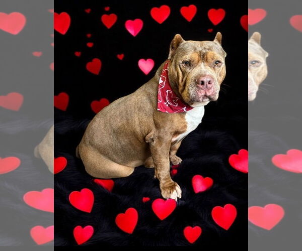 Medium Photo #3 American Bulldog Puppy For Sale in Fremont, CA, USA
