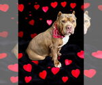 Small #2 American Bulldog