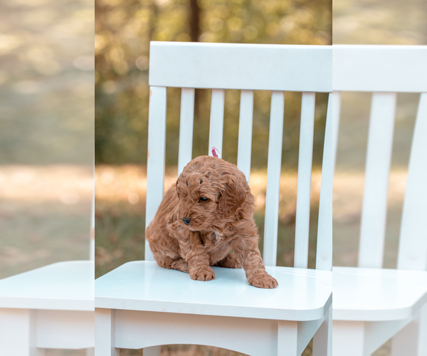Medium Photo #11 Goldendoodle (Miniature) Puppy For Sale in ASH GROVE, MO, USA