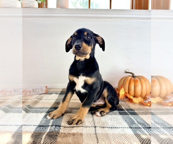 Medium Photo #1 Doberman Pinscher Puppy For Sale in GREENFIELD, IN, USA