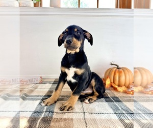 Doberman Pinscher Puppy for sale in GREENFIELD, IN, USA