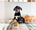 Small Doberman Pinscher