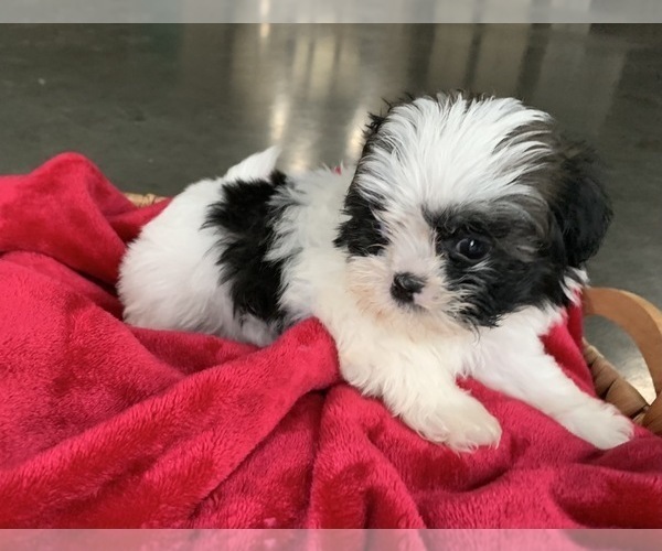 Medium Photo #3 Zuchon Puppy For Sale in GREENWD, IN, USA