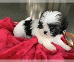 Small Photo #3 Zuchon Puppy For Sale in GREENWD, IN, USA