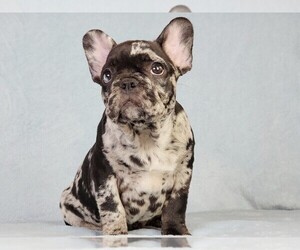 French Bulldog Puppy for sale in BOSTON, MA, USA