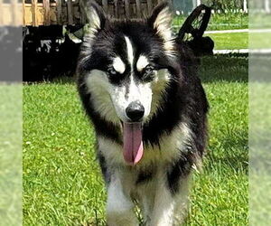 Medium Siberian Husky