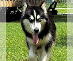Small Siberian Husky