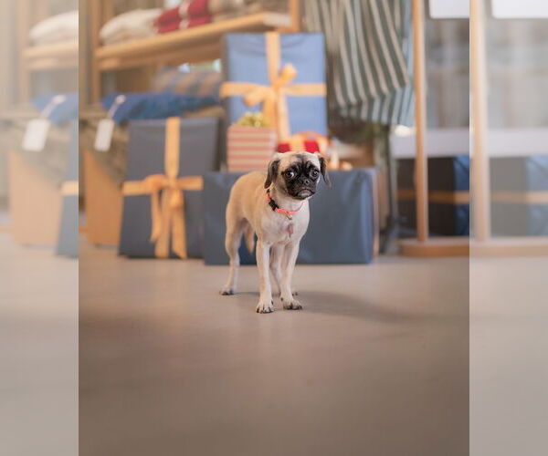 Medium Photo #2 Puggle Puppy For Sale in Marina Del Rey, CA, USA