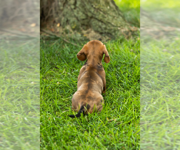 Medium Photo #6 Dachshund Puppy For Sale in BREMEN, IN, USA