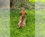 Small #5 Dachshund