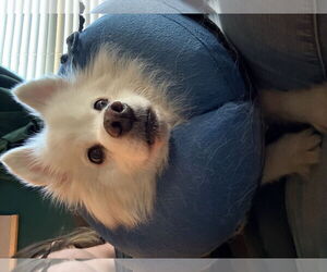 Auggie of FL (aka Alfredo) - Male American Eskimo Dog Dog for Adoption - Photo #7