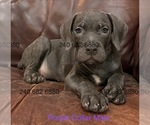 Small Photo #19 Cane Corso Puppy For Sale in LA PLATA, MD, USA