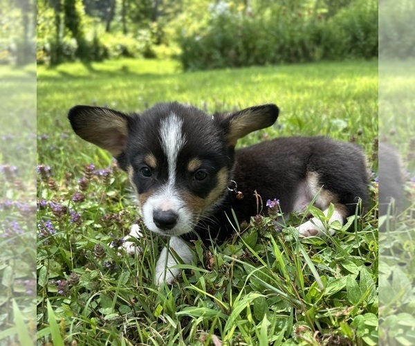 Medium Photo #8 Pembroke Welsh Corgi Puppy For Sale in PERKINSVILLE, VT, USA