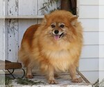 Small Photo #4 Pomeranian Puppy For Sale in FREDERICKSBG, OH, USA