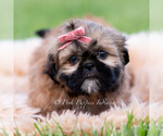 Small #1 Shih Tzu