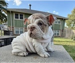 Jinx - Female Bulldog Puppy for Sale - Photo #5