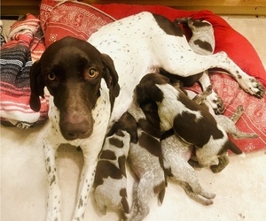 Mother of the German Shorthaired Pointer puppies born on 10/30/2022