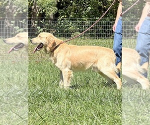Father of the Golden Retriever puppies born on 05/01/2025