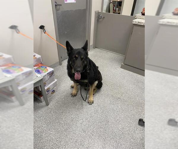 Medium Photo #1 German Shepherd Dog-Unknown Mix Puppy For Sale in Pasadena, TX, USA