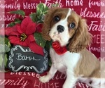 Small #5 Cavalier King Charles Spaniel