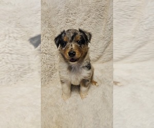 Australian Shepherd Puppy for sale in LA MESA, NM, USA