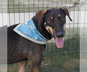 Doberman Pinscher-Unknown Mix Dogs for adoption in San Antonio, TX, USA