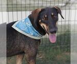 Small Doberman Pinscher Mix