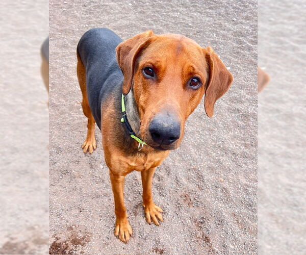 Medium Photo #3 Mutt Puppy For Sale in Webster, WI, USA