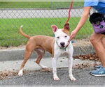 Small #13 American Pit Bull Terrier