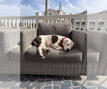 Small #8 American Staffordshire Terrier Mix