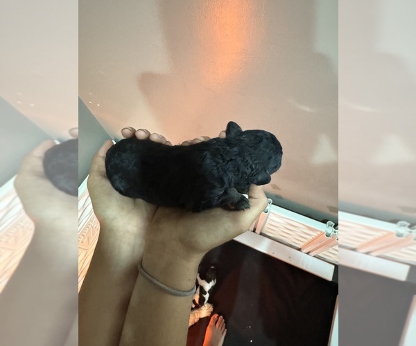 Medium Photo #3 Poodle (Standard) Puppy For Sale in LONGMONT, CO, USA