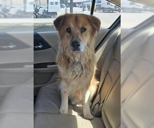 Chow Chow-Unknown Mix Dogs for adoption in San Antonio, TX, USA