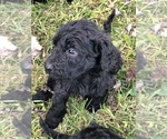 Small Photo #4 Labradoodle-Poodle (Standard) Mix Puppy For Sale in EMMITSBURG, MD, USA