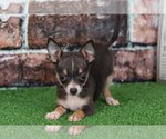 Small Photo #3 Chihuahua Puppy For Sale in BEL AIR, MD, USA