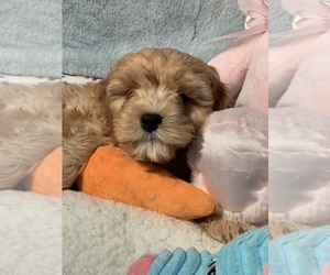 Cavapoo Puppy for sale in SYLMAR, CA, USA