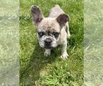 Small Photo #1 French Bulldog Puppy For Sale in MIDDLEBURY, IN, USA