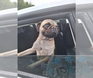 Pug Dogs for adoption in Fort Lauderdale, FL, USA