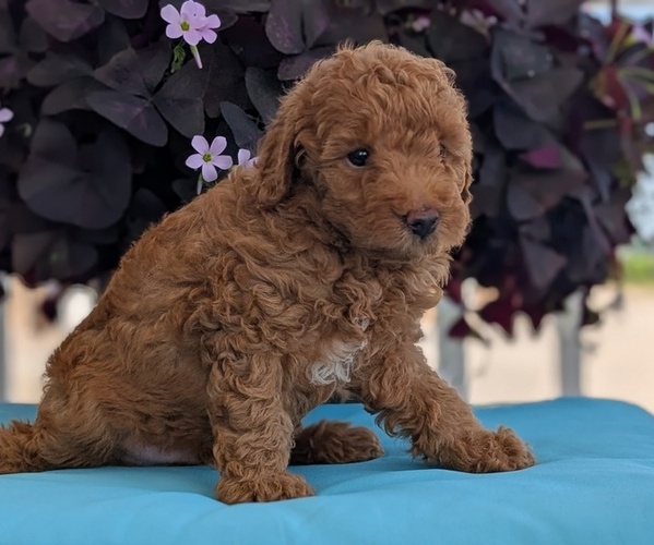 Medium Photo #35 Poodle (Toy) Puppy For Sale in GOSHEN, IN, USA
