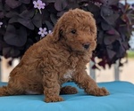 Small Photo #35 Poodle (Toy) Puppy For Sale in GOSHEN, IN, USA