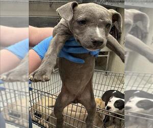 Mutt Dogs for adoption in Conroe, TX, USA