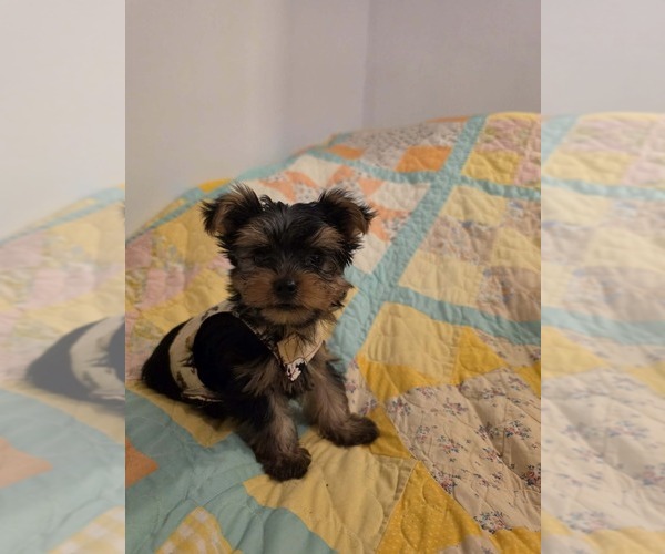 Medium Photo #2 Yorkshire Terrier Puppy For Sale in BONNERDALE, AR, USA